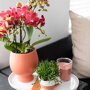 Oranje orchidee en succulenten op rieten schaal